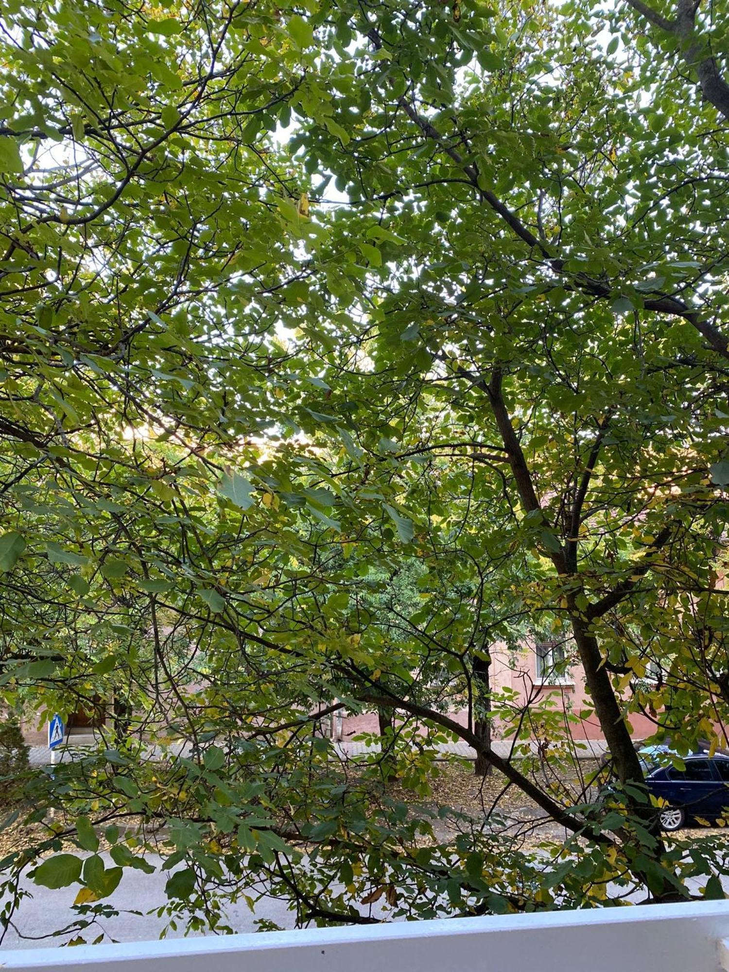 Vanja Apartman Vârşeţ Exterior foto
